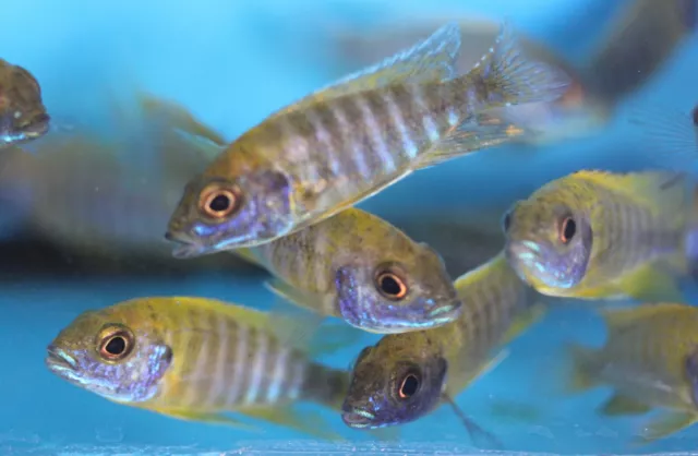 Live Yellow Sunshine Peacock Cichlid Aulonocara Baenschi  for fish tank aquarium 3