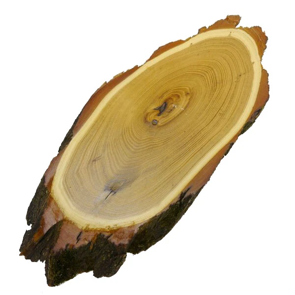 Acacia Escudo de Trofeo Ciervo Cornamenta Gamo Asta Baumschild AF35-36cm