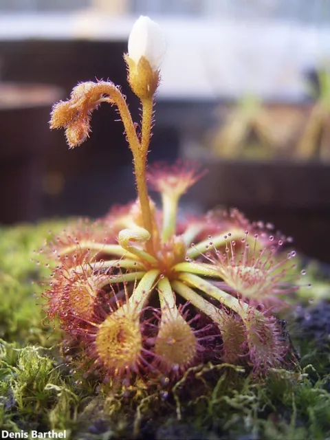 Drosera Felix * Plante Carnivore Sud Américaine * 5 Graines * Très Rare