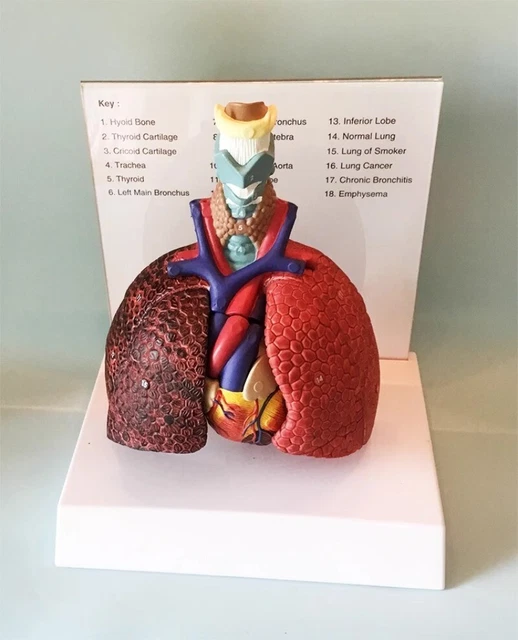 Lung Modle Lab HUMAN LUNG MODEL Anatomical Respiratory System Anatomy Teaching Tool ...