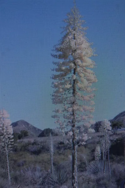 10 Samen Yucca whipplei,Whipplei Hesperoyucca #731