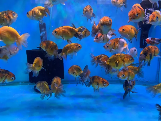 Thai Ranchu Goldfish Calico 2.5-3"  - FREE TWO-DAY SHIPPING 2