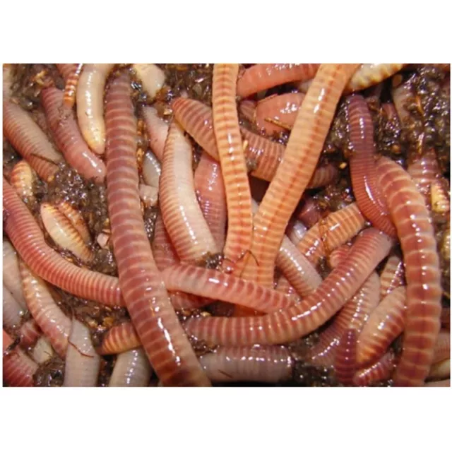 European Nightcrawlers Free 250-300 Count Composting Worms 1 LB