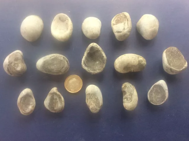 Joblot 15 Rock Fossils Yorkshire Coast Jurassic Gryphaea Arcuate Devils Toenail
