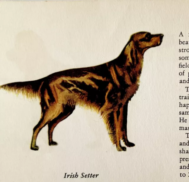 Irish Setter 1939 Dog Breed Art Ole Larsen Color Plate Print Antique PCBG18