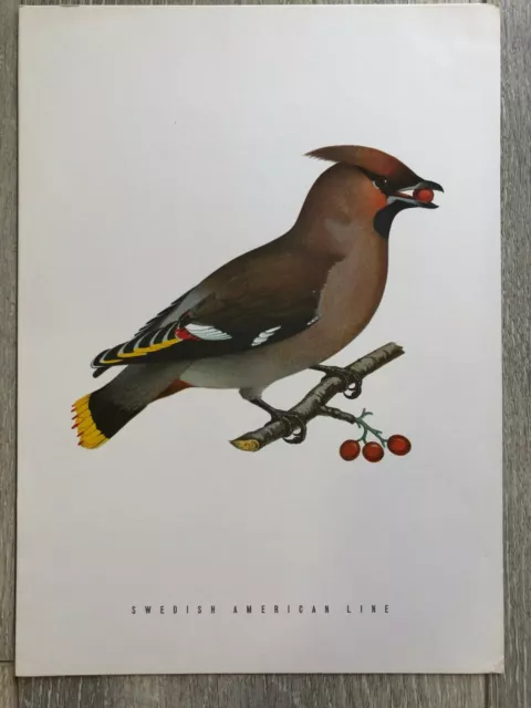 Bohemian Waxwing Bird Swedish American Line Cruise Ship Dinner Menu, 5/5/1972