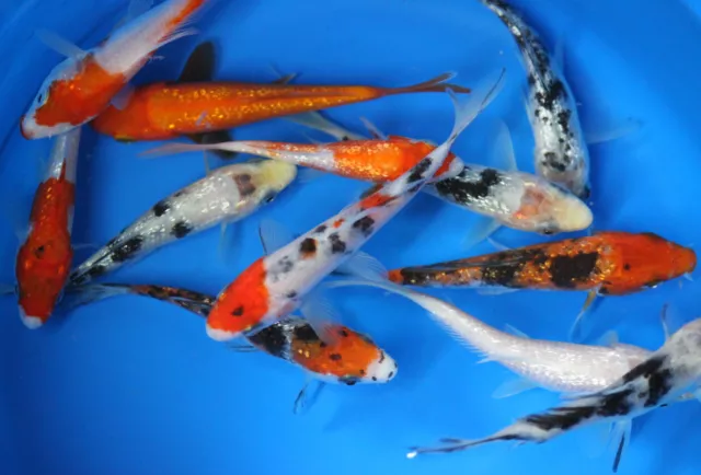 5 pack of 5 inch Koi Live fish tank koi pond aquarium wholesale