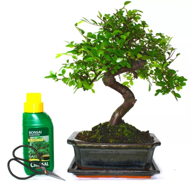 Large Chinese Elm Bonsai Tree S trunk - supplied with Care set & drip tray .