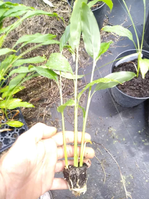 Tasty Thai Ginger Galanga Plant, Rhizome, and Roots 6-8"  3 plants FREE SHIPPING