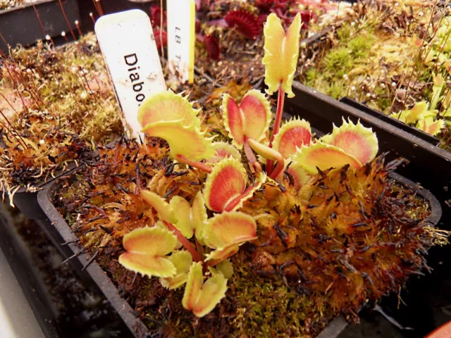 Dionaea muscipula "Diabolic horns"