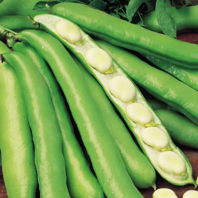 Broad Beans 'Witkiem Mantia' Pack Kings Quality Seeds