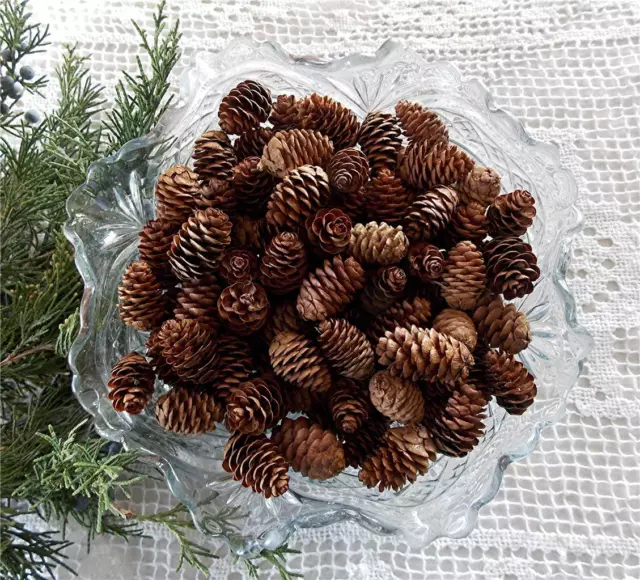 100 Miniature 3/4" - 1" Natural Spruce Pine Cones-Great For Potpourri & Crafts