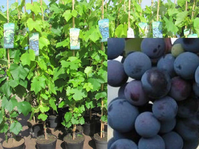 Vitis vinifera Venus kernlos Weinrebe Tafeltraube Wein Weintraube Winzersorte