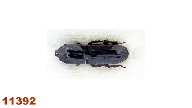 Lucanidae: Figulus sp.   A2, 6,5 mm, 1 pc