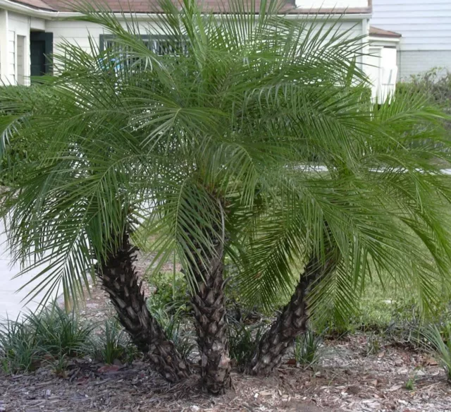 SAMEN ZWERG-DATTEL-PALME Pflanzensamen Palmenbaum Zimmerschmuck frische Saat