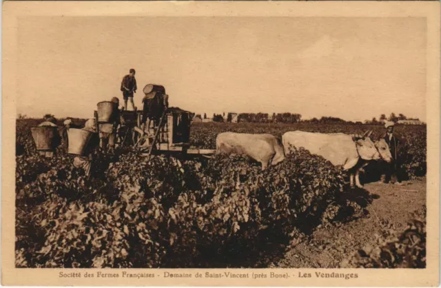 CPA AK Domaine de Saint-Vincent pres Bone - Les Vendanges ALGERIE (1144558)