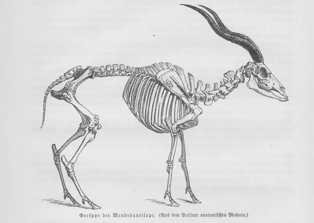 Mendesantilope Addax Skelett  Gerippe Holzstich von 1891 Antilopen