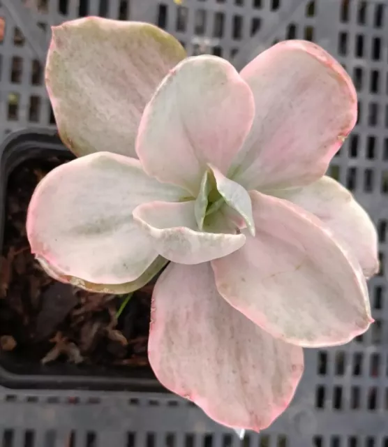 Echeveria Decora Variegated 8cm diameter