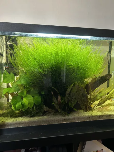 JAVA MOSS live aquarium plant