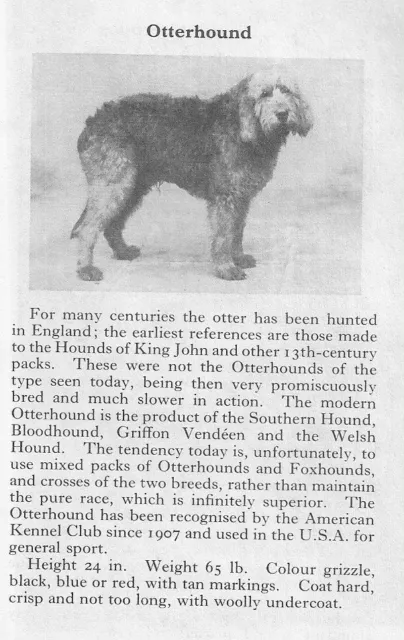 Otterhound - 1970 Vintage Dog Art Photo Print - Matted GIFT