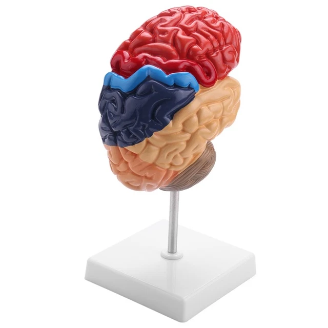 Anatomia modello anatomico cerebrale 1:1 metà tronco cerebrale laboratorio didattico SuppU7Z9
