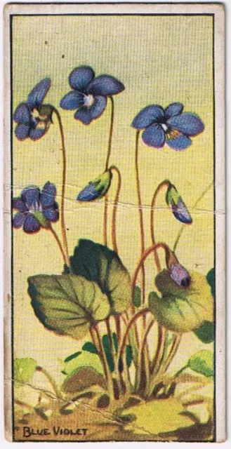 Cowan Co Toronto Card Blue Violet Wild Flowers Of Canada