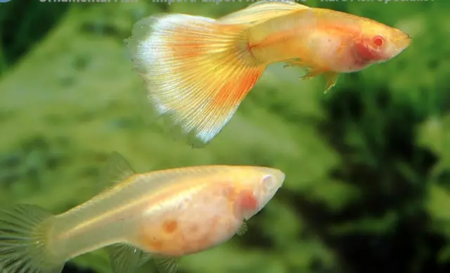 Guppy Poecilia Ret in Pairs Yellow Taxi Glass Belly Guppies (1 Male + Female)