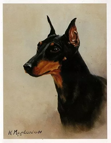 Manchester Terrier Head Study Notecard 12 Note Cards Envelopes By Ruth Maystead