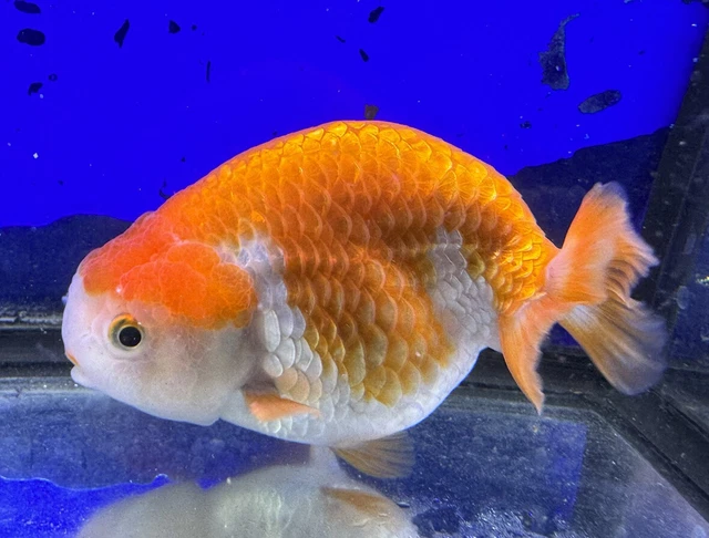 LIVE pond goldfish  Fish~Goldfish Ranchu goldfish koi pond 4.25 Inch sm tail