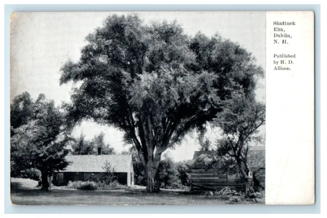 c1910's Shattuck Elm Trees Dublin New Hampshire NH Unposted Antique Postcard
