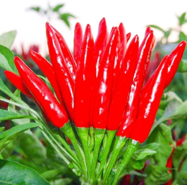 THAI HOT PEPPER Bird CHILI SEEDS 50+ VERY FRESH Non-GMO Capsicum frutescens FAST