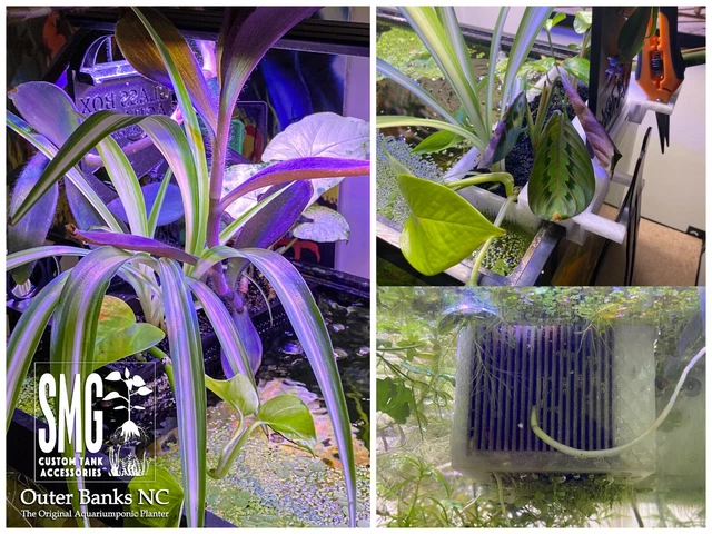 2 Glass Box Aquatics hang on the inside Aquaponic Planter - Aquarium Fish Tank 3