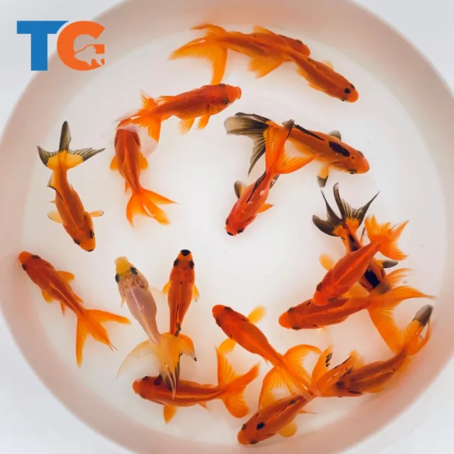 Toledo Goldfish LIVE Red Fantail Goldfish