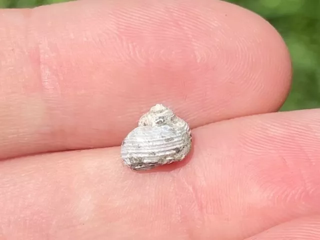 California Fossil Gastropod Nice Pleistocene Mammoth Age Shell