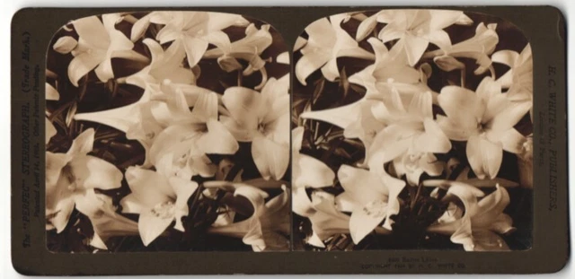 Stereo-Fotografie H. C. White Co., Easter Lilies, Osterlilien
