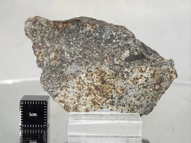 NWA 869 L3-6 42.2g, meteorite half stone great specimen nice metal & clasts