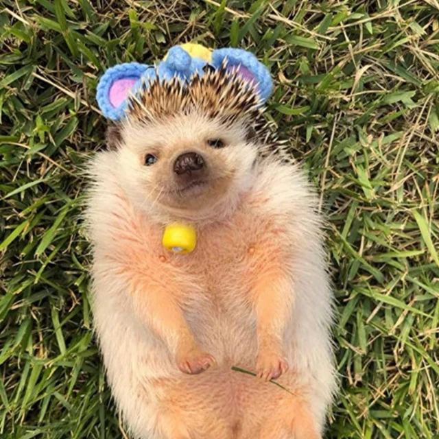 Pet Hat Party Cap For Hamster Bird Squirrel Adjustable Hamster Cute Hexpa Z0W4