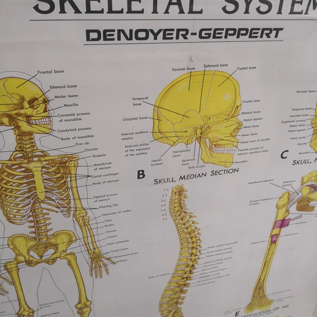 10 POSTER SET Human Body Anatomy 36 x 44