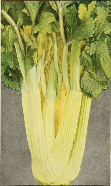 1000 GOLDEN SELF-BLANCHING CELERY Burpee Dwarf Apium Graveolens Vegetable Seeds