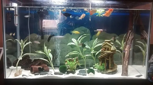 Super White Fish Tank Aquarium Sand  Cichlid / Stingrays/  Discus  42 Lb's 12