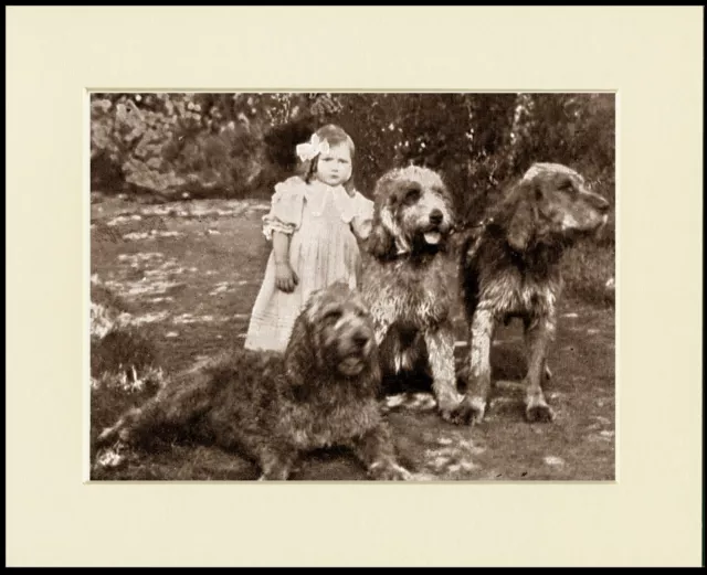 Otterhound Dogs And Little Girl Charming Dog Print Mounted Ready To Frame