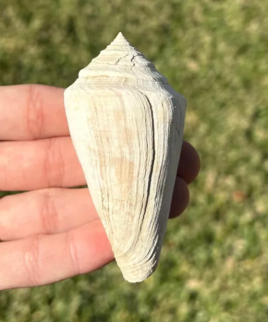 Florida Fossil Gastropod Contraconus mitchelorum Pliocene Caloosahatchee Shell