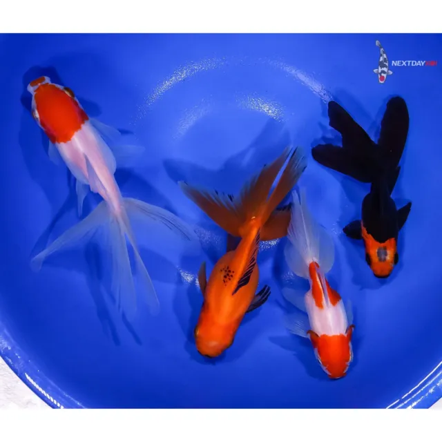 Lot of (4) 2.5 to 4.5" HANDPICKED GOLDFISH Imported live goldfish for pond NDK