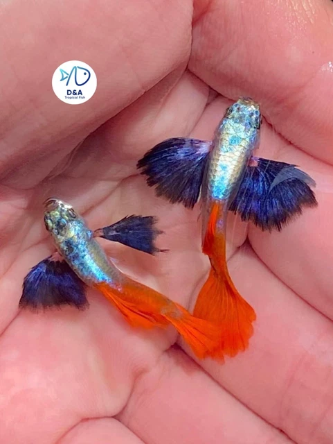1 TRIO Live Aquarium Guppy Fish – High Quality Dumbo Red Dragon Ribbon (Breeding Pair)