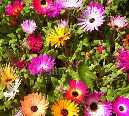 LIVINGSTONE DAISY MESEMBRYANTHEMUM MÉLANGE 1700 graines - FLEUR ANNUELLE DOROTHEANTHUS 3