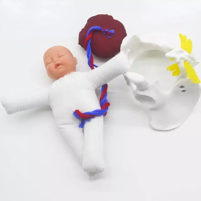 Mini Female Childbirth Pelvis Demonstration -Fetus Umbilical Cord Placenta
