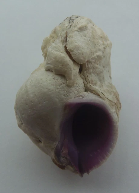 Concha Concha Coral Púrpura Coralliophila violacea
