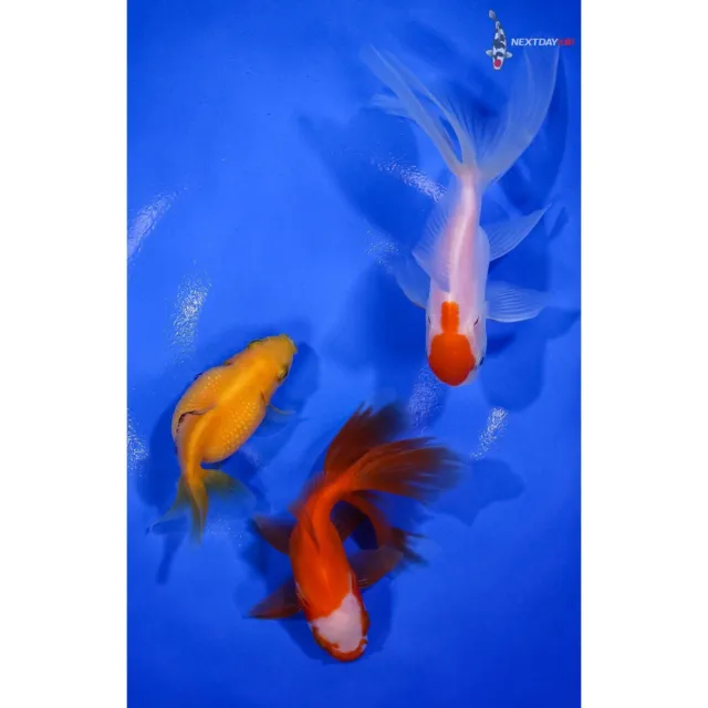 Lot of (3) 2.5 to 4.5" HANDPICKED GOLDFISH Imported live goldfish for pond NDK