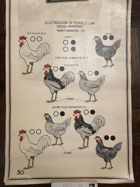 illustration of Mendae’s Law Mosaic Iheritance chicken Rooster farm poster