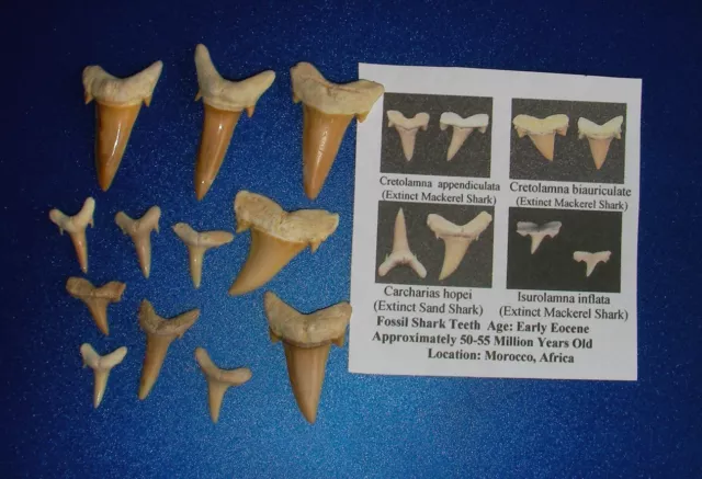 Fossil sharks tooth Fossil teeth mix lot 12 teeth A + Complete before Megalodon